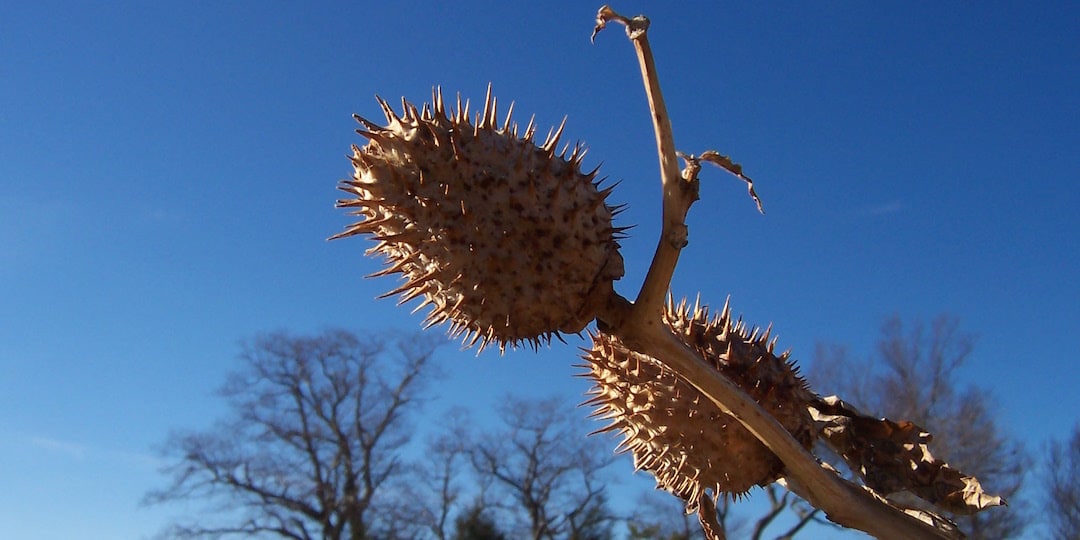 Jimson Weed. Photo by Alex Ford via Flickr, Creative Commons 2.0 License