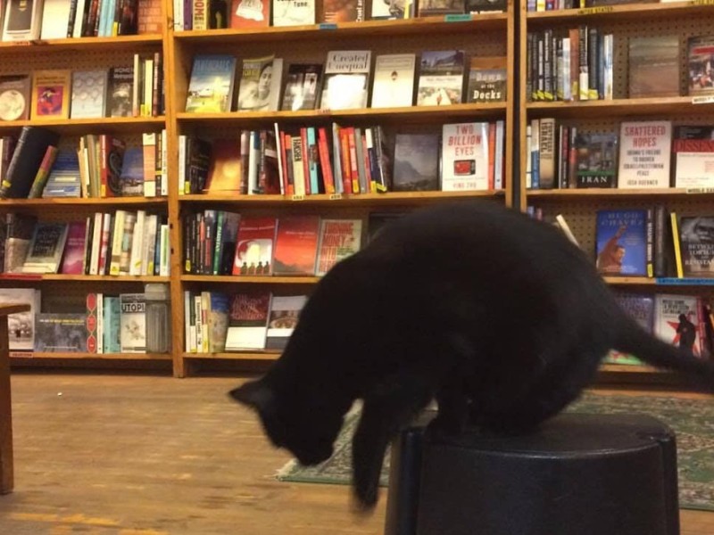 A photo inside a bookstore displays wooden shelves of books in the background. In the foreground, a black cat sitting on a rolling step stool prepares to jump off onto the floor.