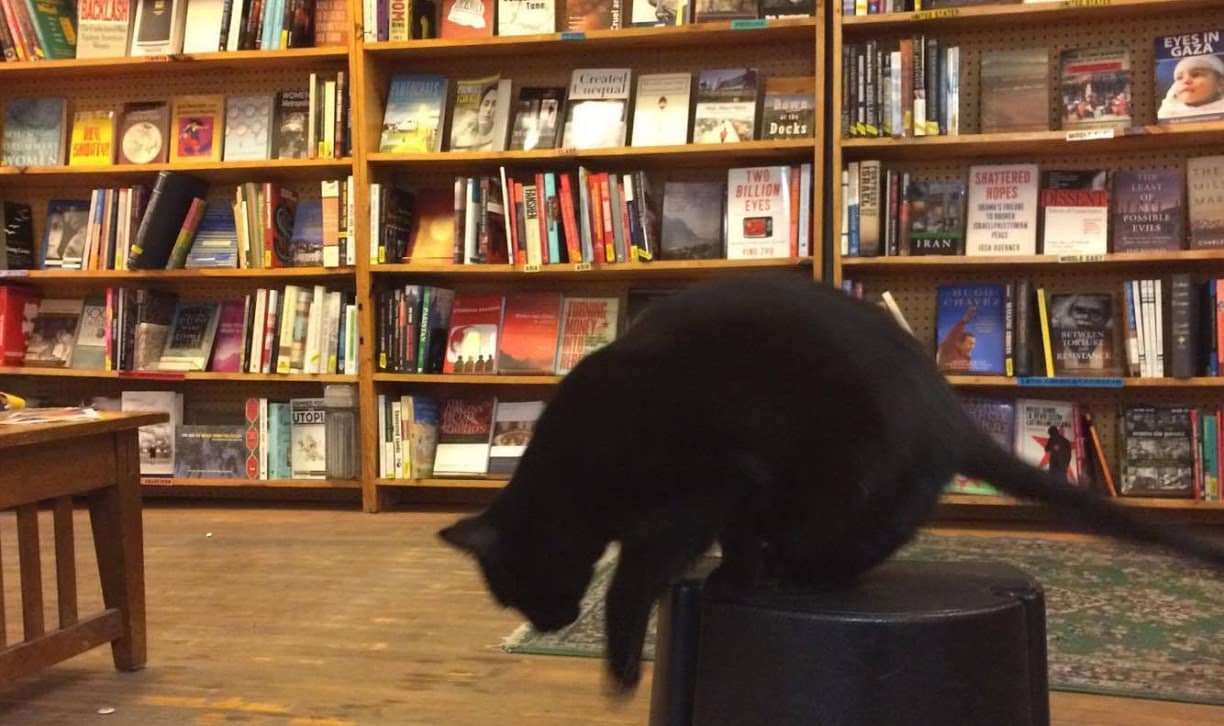 A photo inside a bookstore displays wooden shelves of books in the background. In the foreground, a black cat sitting on a rolling step stool prepares to jump off onto the floor.