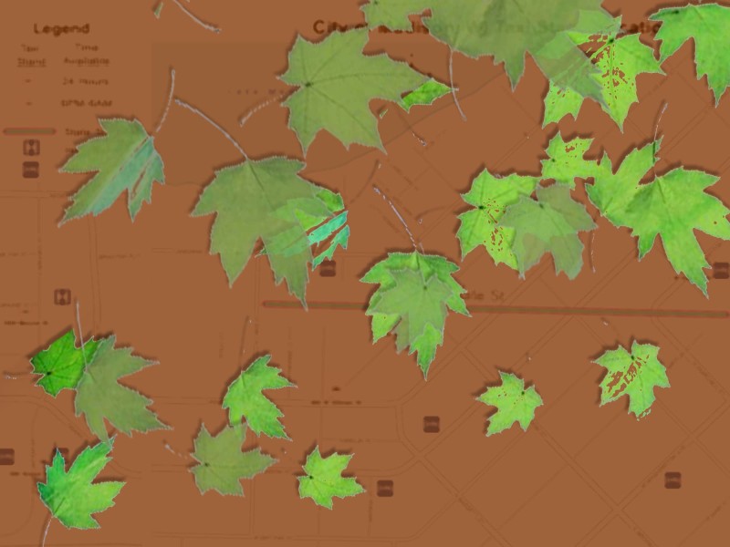 Green leaves float down over a light brown map of Madison's taxi stands