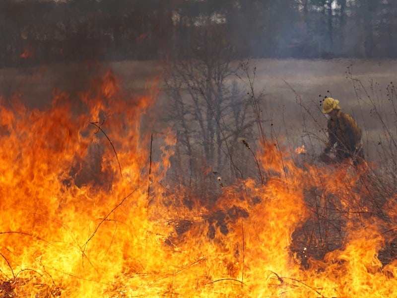 A crewmember sets a controlled fire on the oak savanna at the UW-Madison Arboretum. Dense orange flames are visible in the foreground; in the background the worker is shown carrying a drip torch and wearing fire-protection gear. Photos by Sam Harrington.