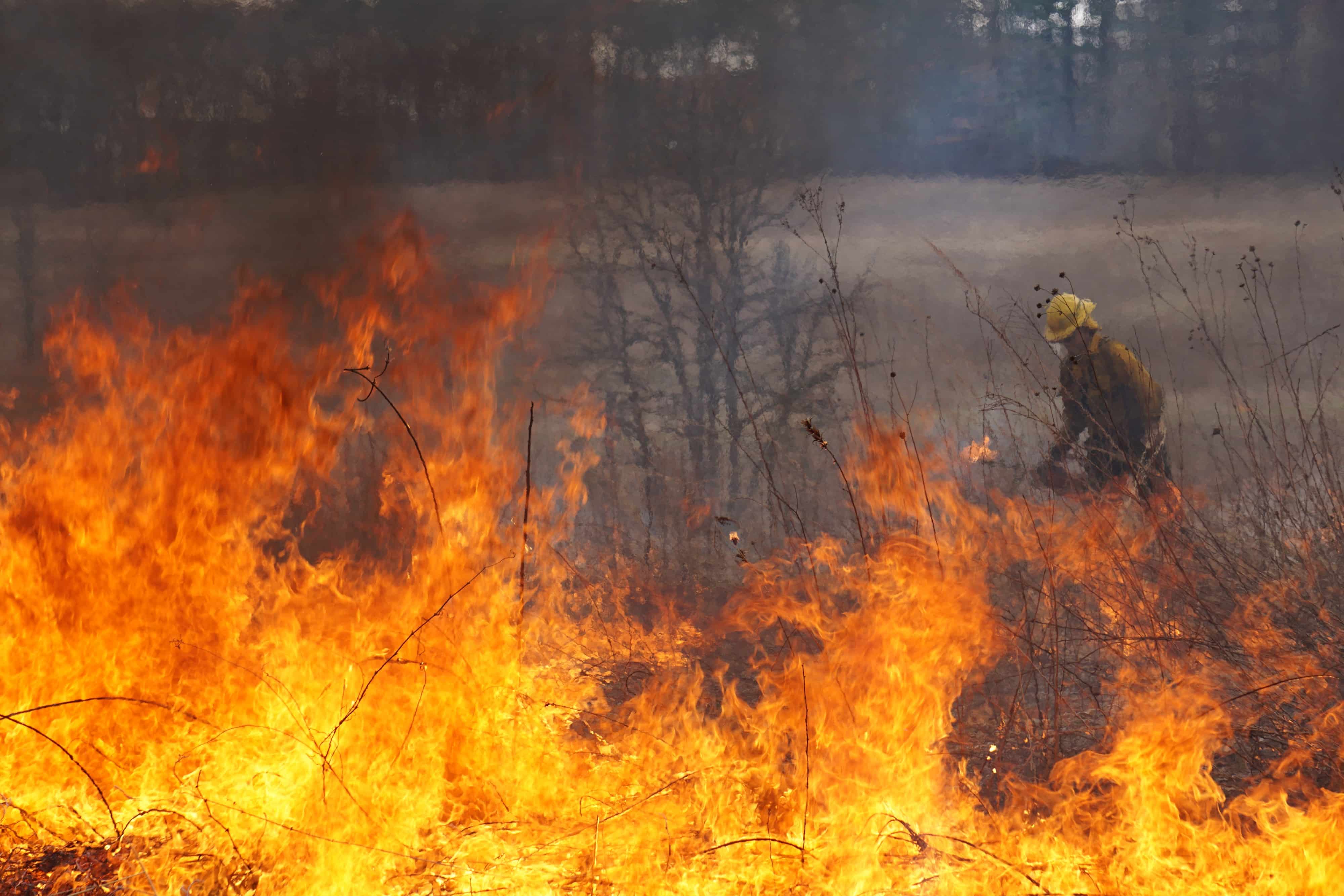 A crewmember sets a controlled fire on the oak savanna at the UW-Madison Arboretum. Dense orange flames are visible in the foreground; in the background the worker is shown carrying a drip torch and wearing fire-protection gear. Photos by Sam Harrington.