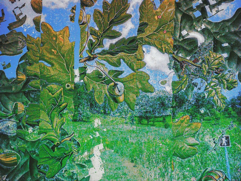 An illustration shows painterly views of oak leaves and savannas, divided into vertical strips.