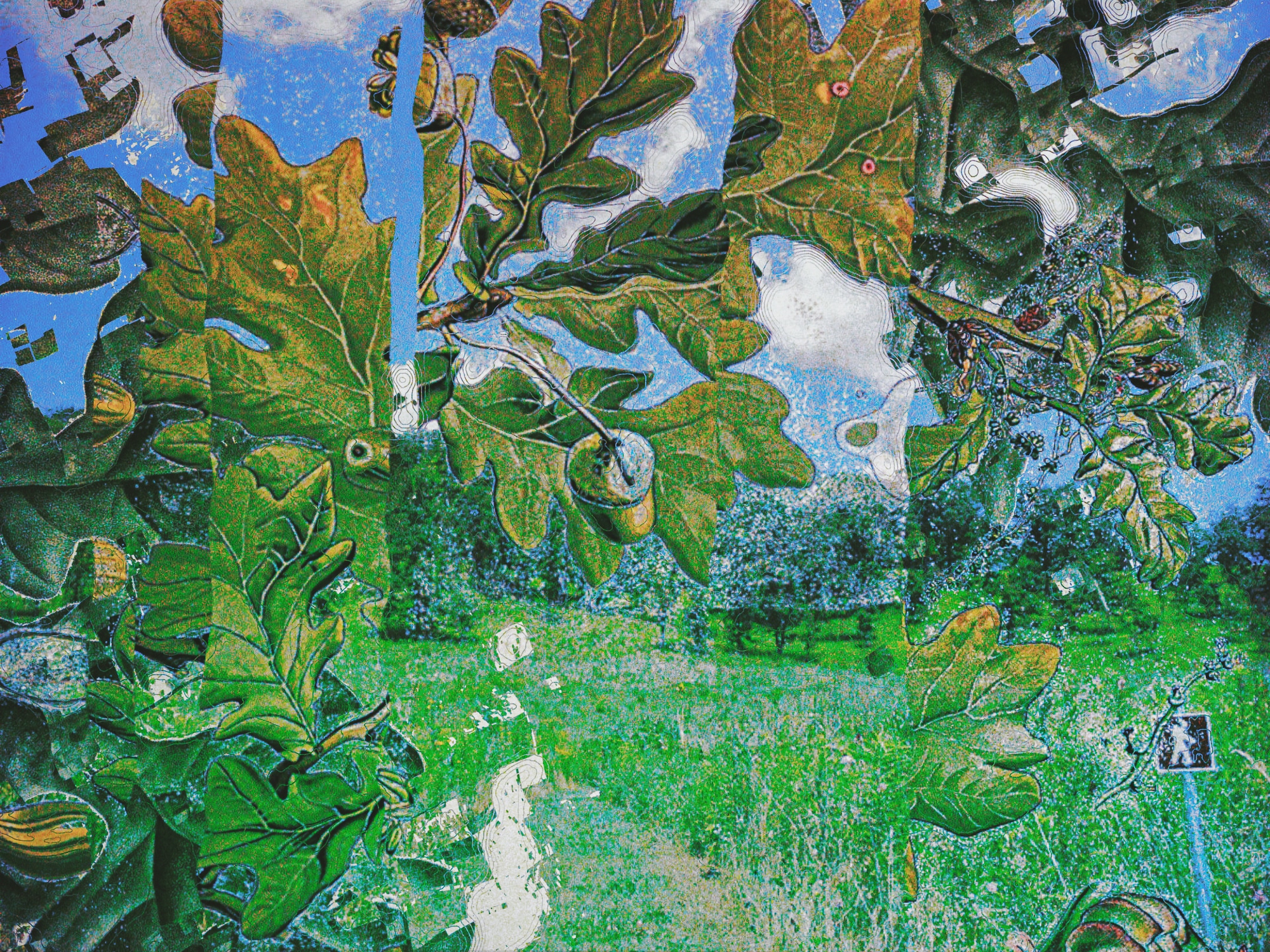 An illustration shows painterly views of oak leaves and savannas, divided into vertical strips.