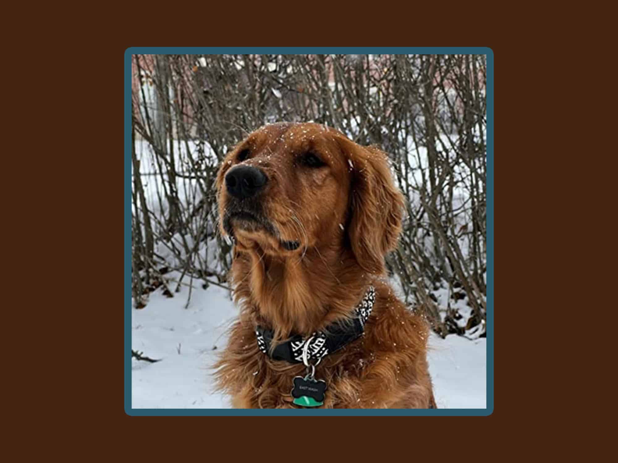 The cover of Them Grant Charles Boys' self-titled album shows a golden retriever sitting in the snow, with trees in the background.