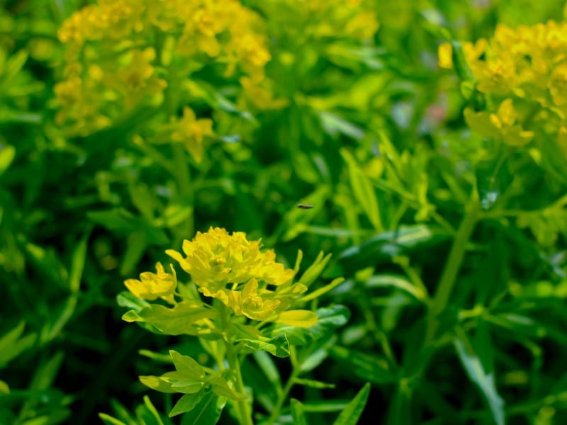 A photo shows a dense field of plants in sunlight, with a small insect just barely visible in the frame.
