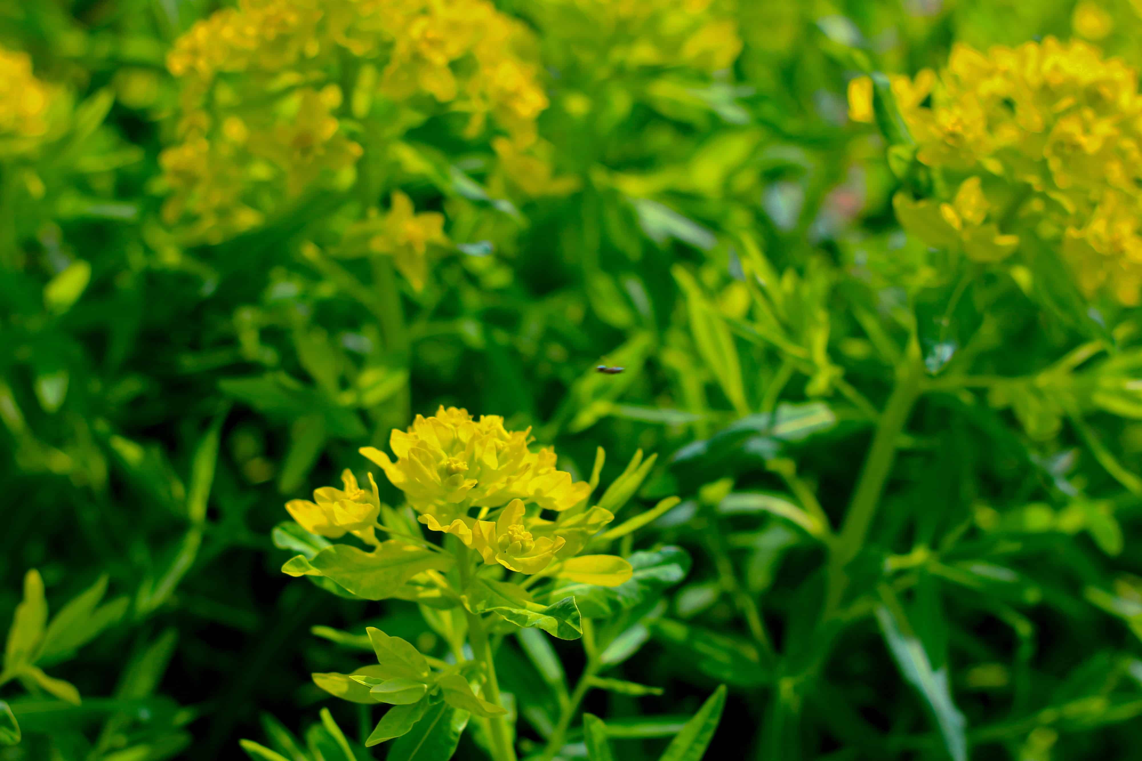 A photo shows a dense field of plants in sunlight, with a small insect just barely visible in the frame.