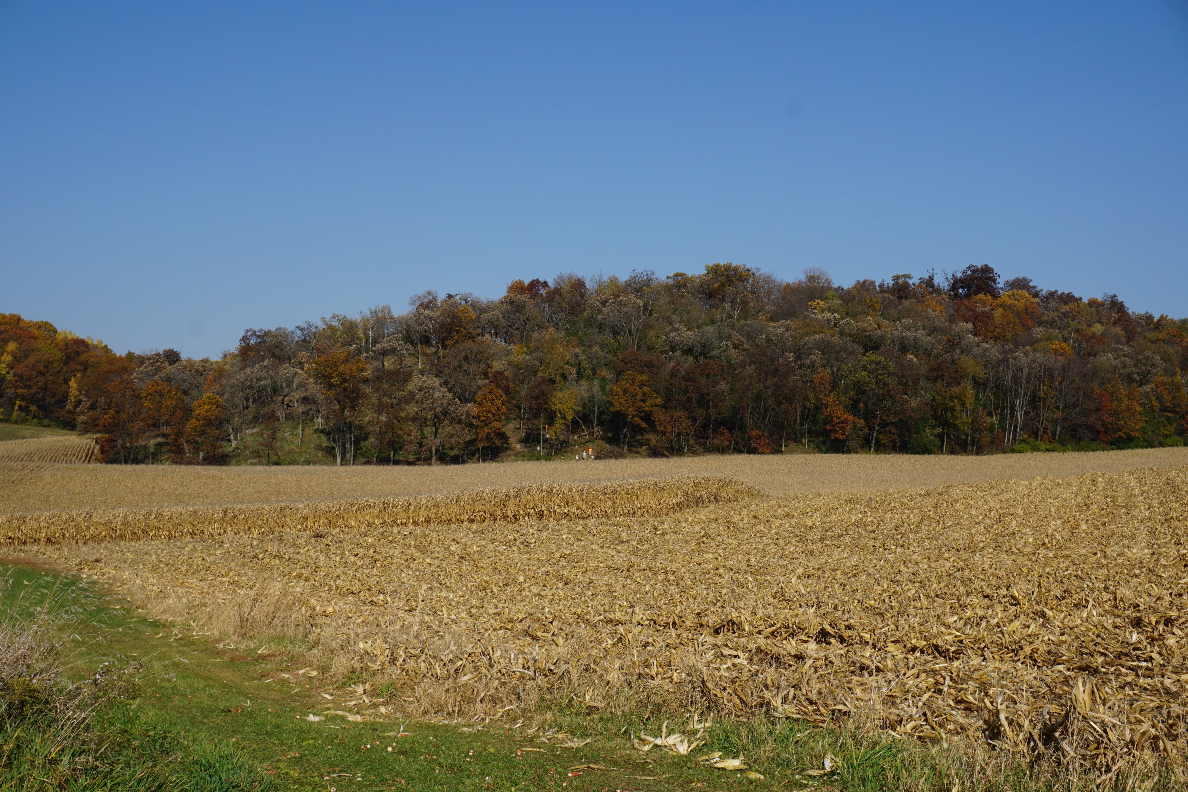 Image description: A grassy path in the lower left corner of the image cuts in front of a cornfield, with a a hill covered in muted brown, red, green, yellow, and bare trees in the distance, under a clear blue sky. End image description.