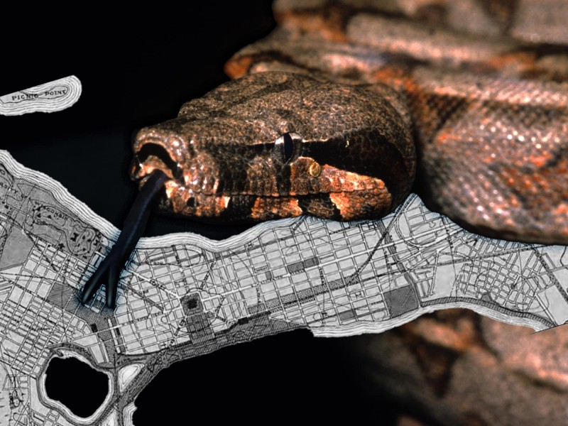 A photo illustration shows a coiled boa constrictor overlaid on an old map of the downtown Madison isthmus.