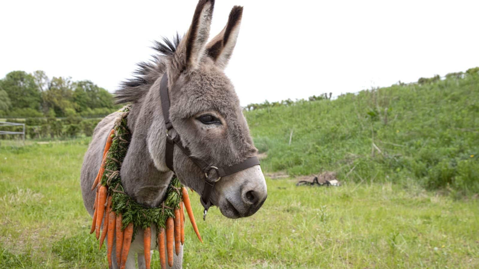 Donkey Eo stands calmly with a garland of carrots around his mane in a subtle nod to the canonized wreath of flowers from the film "Au Hasard Balthazar."