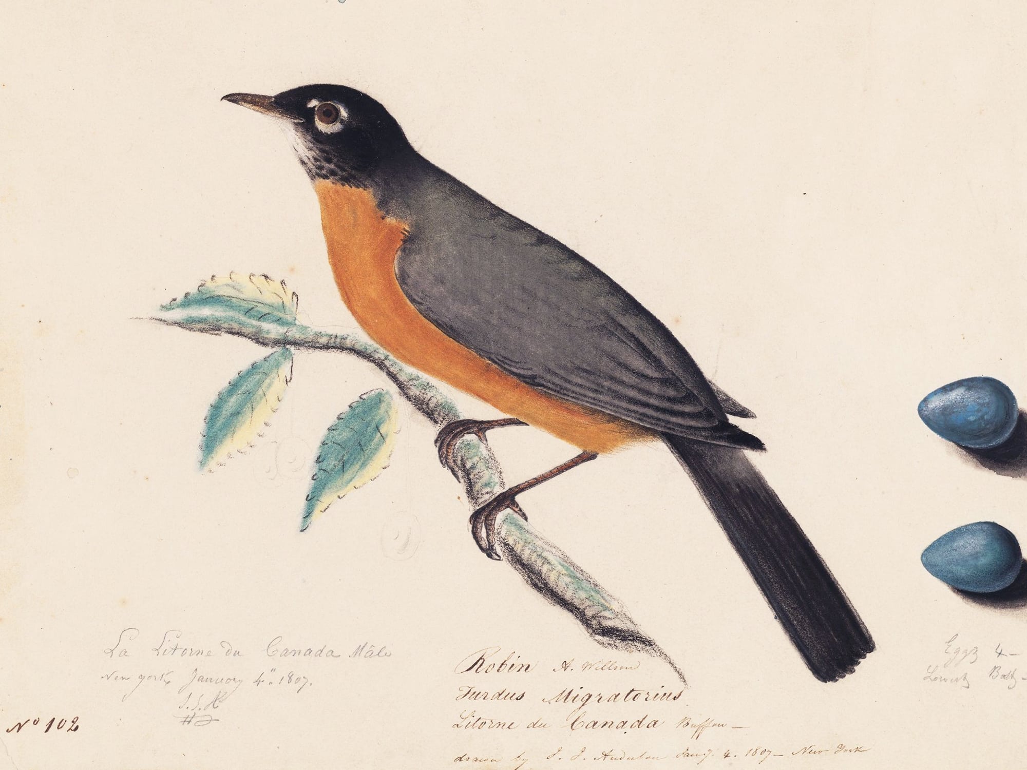 John James Audubon's illustration of the American Robin. Image via Wikimedia Commons.