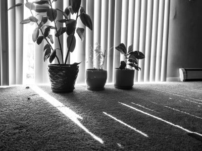 A black-and-white photo of three potted plants sitting on a carpet by a large window with the blinds drawn. Bright sunlight streams in through the slits in the blinds, spilling onto the carpet in the foreground.