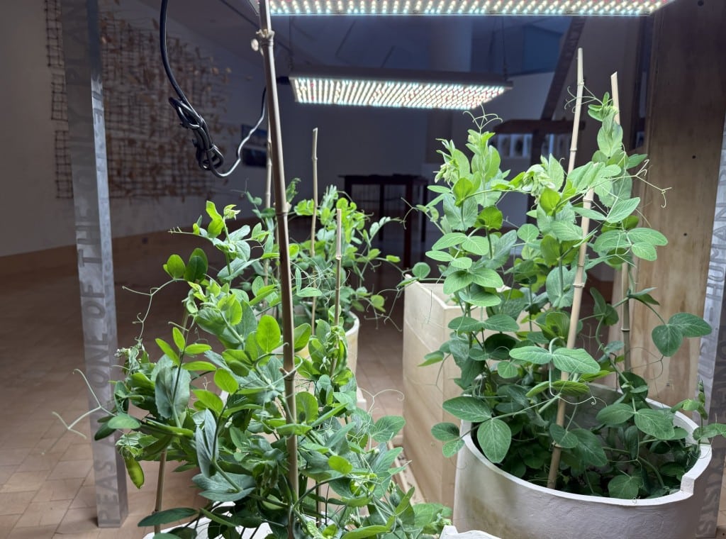 A more zoomed-in photo of the header photo of this article, which shows two potted pea plants underneath an artistic steel scaffolding. Bright fluorescent lights on panels shine above the plants.