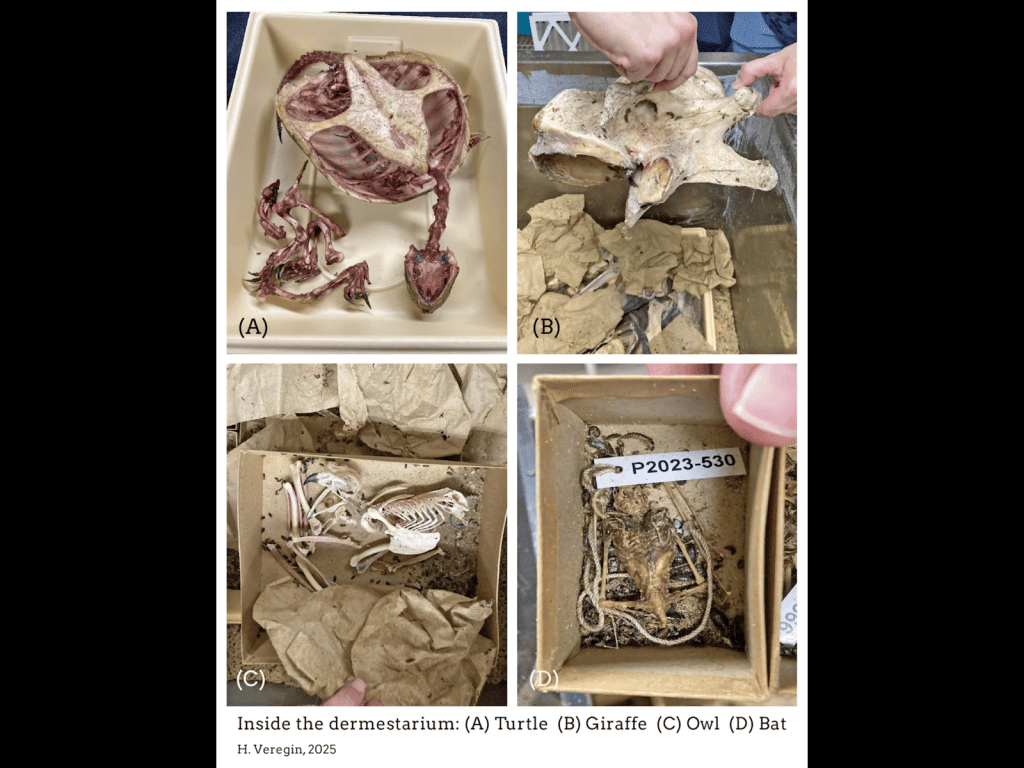 A simple collage of four photographs showing animal skeletons that are arranged like a museum key or label. The skeletons are separated into different containers. At the top left is a turtle at letter "(A)." To its immediate right, at letter "(B)," is a giraffe. At the bottom left, "(C)," is an owl. And at the bottom right is "(D)," a bat. An additional number for the bat is tied to a piece of string for cataloging. The edges of human fingers or hands can be seen holding the skulls or containers in photos "(B)" and "(D)."