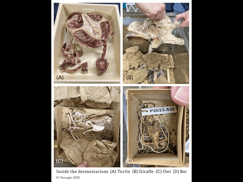 A simple collage of four photographs showing animal skeletons that are arranged like a museum key or label. The skeletons are separated into different containers. At the top left is a turtle at letter "(A)." To its immediate right, at letter "(B)," is a giraffe. At the bottom left, "(C)," is an owl. And at the bottom right is "(D)," a bat. An additional number for the bat is tied to a piece of string for cataloging. The edges of human fingers or hands can be seen holding the skulls or containers in photos "(B)" and "(D)."
