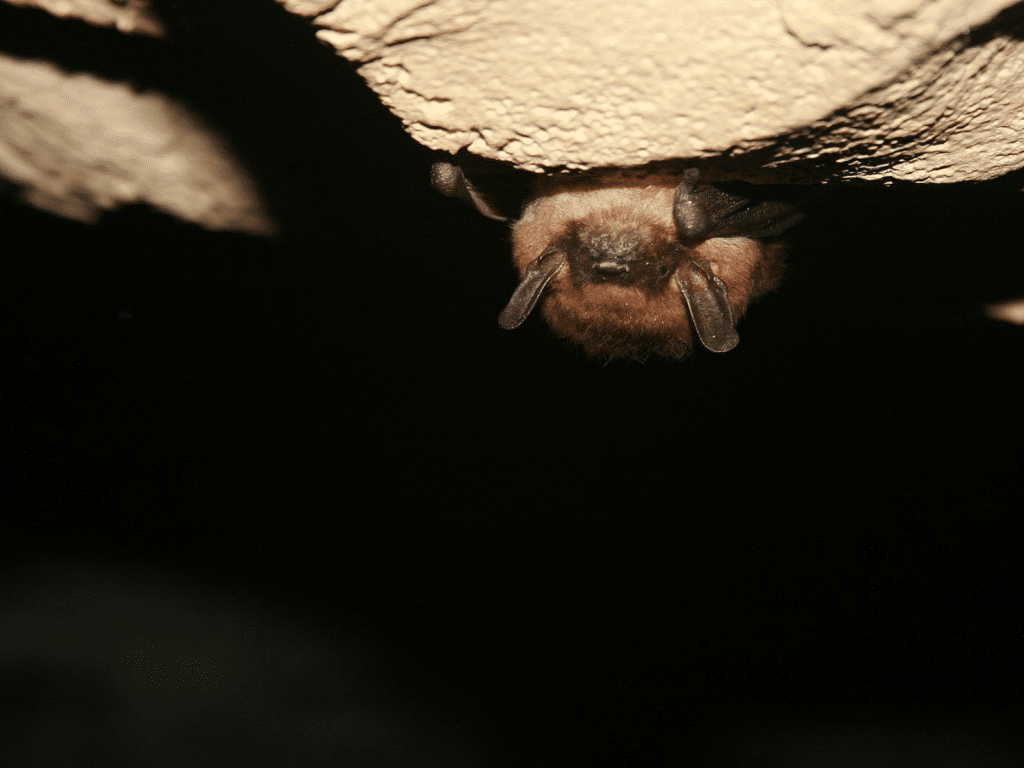 A brown bat hangs from a dirt ceiling in a dark space.
