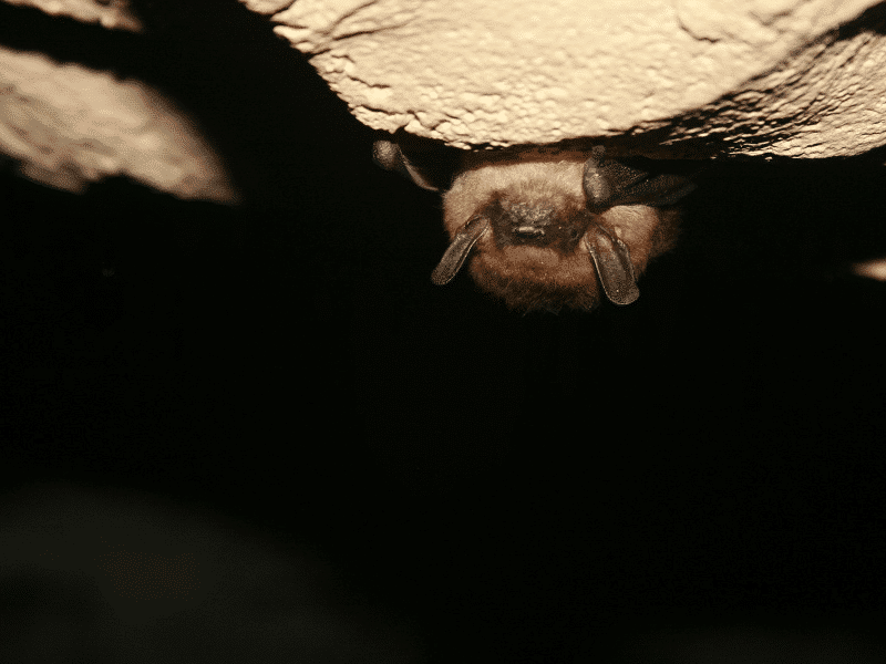 A brown bat hangs from a dirt ceiling in a dark space.