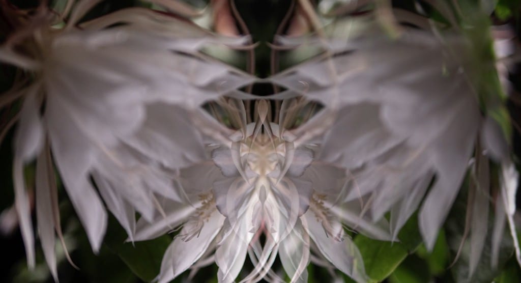A kaleidoscopic still from a video art installation displays the white petals of a flowering cactus, the night-blooming cereus, facing each other at a close-up in shallow focus. The center part of the image features several more smaller moving images of the petals and parts of the flower overlapping.