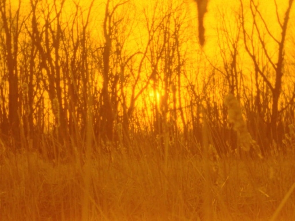 Still frame taken from the experimental documentary "The Phalanx" shows an open field in Wisconsin near sunset. The tall grass blends into the bare trees in the background, with the camera low to the ground. The entire frame has a yellow-orange filter applied to it, and the sky looks like it's on fire.