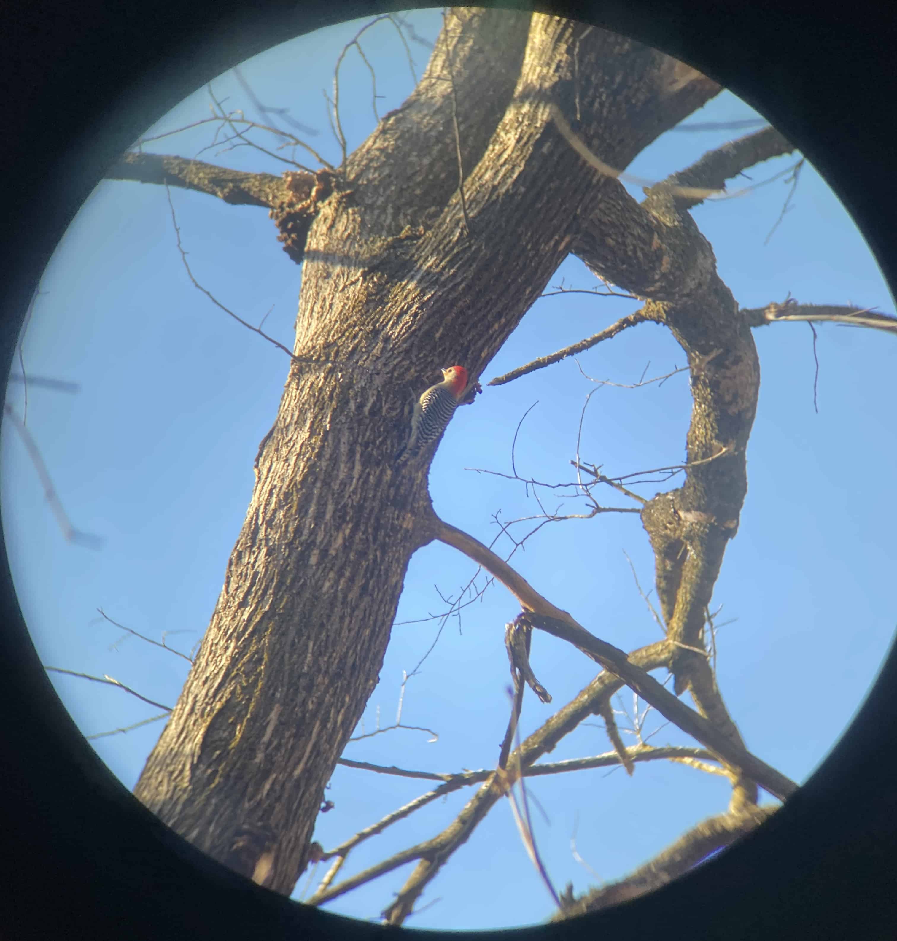 A zoomed-in binoculars view of a small bird, a red-bellied woodpecker, perched on the vertical trunk of a tree. The sky in the background is a clear, pale blue color.