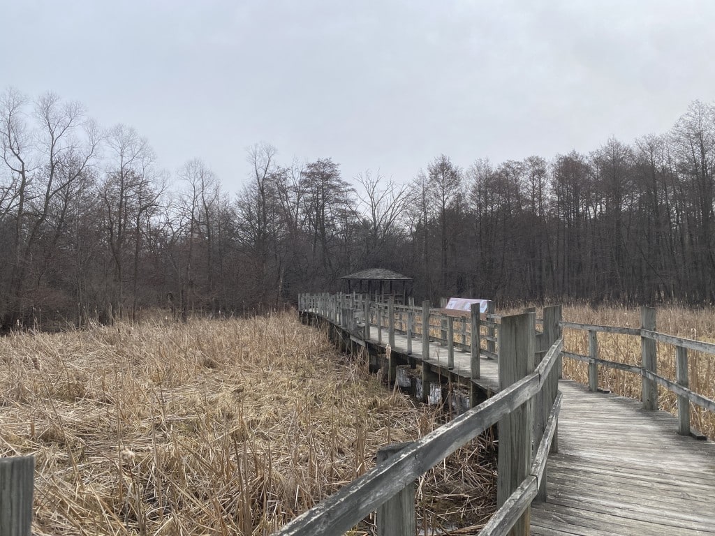 A landscape photo shows a slim wooden boardwalk that stretches out into the distance among a field of dry brush with a sparse amount of cattails on the righthand side. A ring of many tall, bare trees expands out in the background.